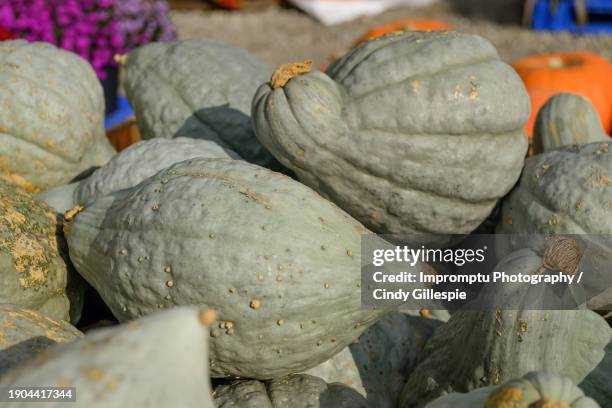 grouping of hubbard squash in the sunlight - hubbard squash stock pictures, royalty-free photos & images