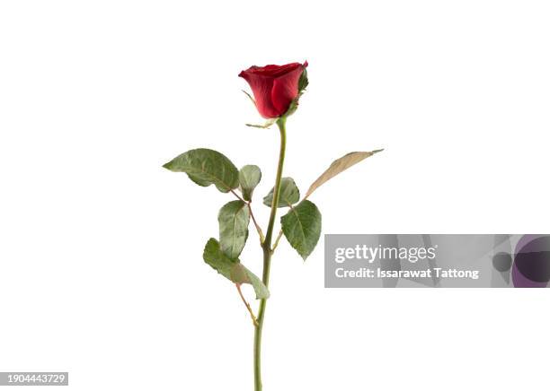 red roses flowers isolated on white background - style studio day 1 stockfoto's en -beelden