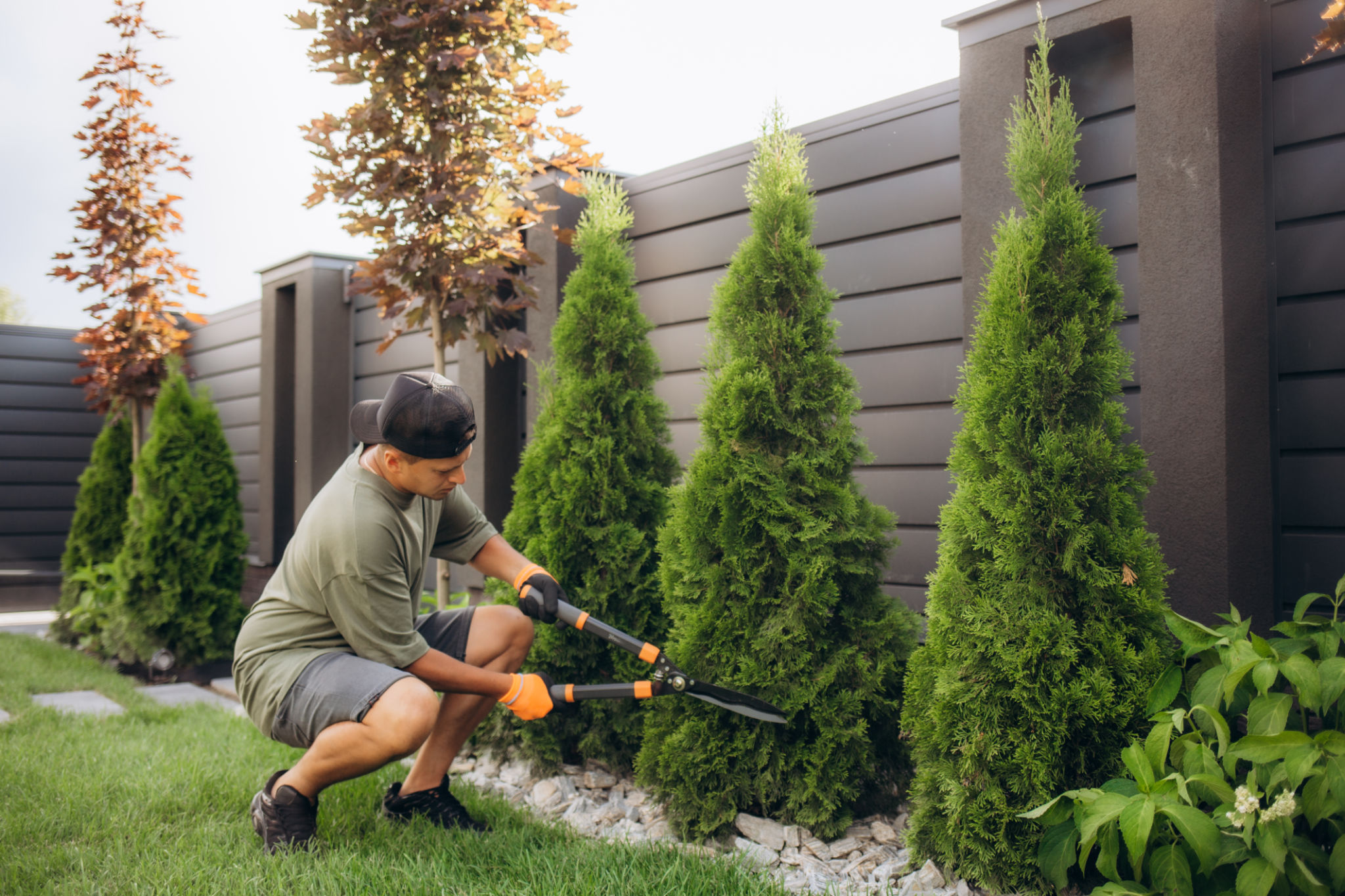 trim trees