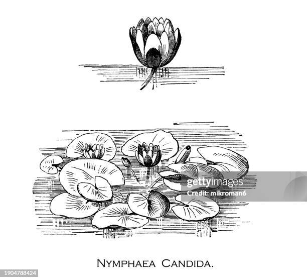 old engraved illustration of botany, water lily -nymphaea candida, species of flowering plant in the genus nymphaea, native to quiet freshwater habitats in eurasia, it is in flower from july to august - aquatic organism stock pictures, royalty-free photos & images