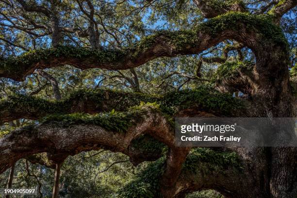 angel oak tree - angel oak tree stock-fotos und bilder