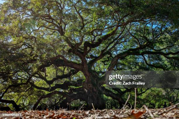 angel oak tree - angel oak tree stock-fotos und bilder