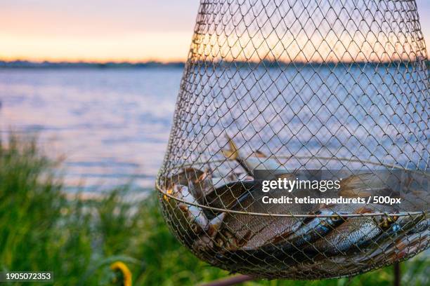 Net Full Of Fish High-Res Stock Photo - Getty Images