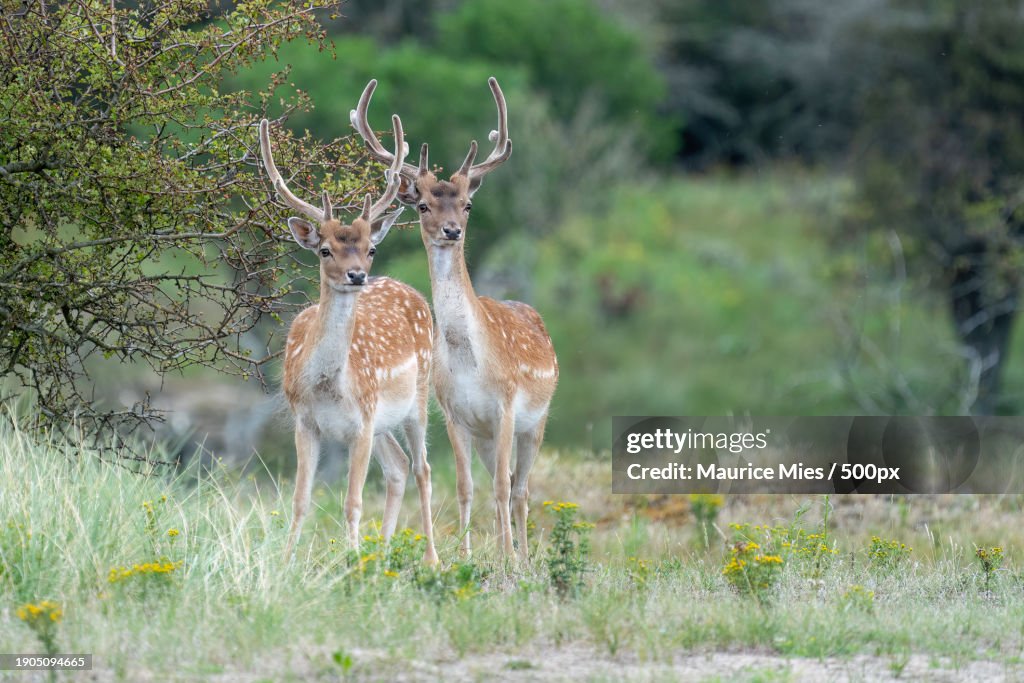 Rear view of fallow deer standing on field