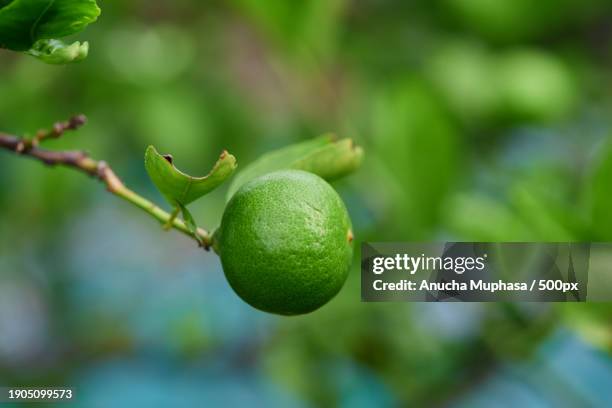 close-up of lemon growing on tree - lime tree stockfoto's en -beelden