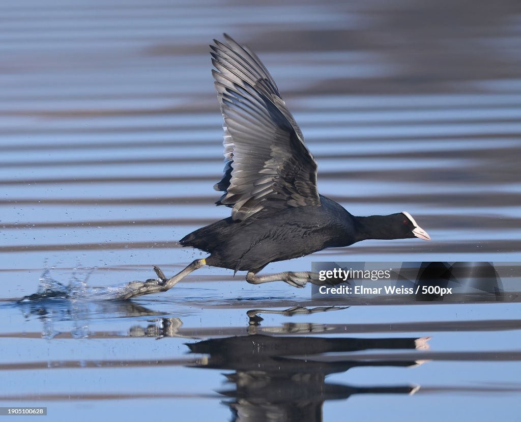 Close-up of coot flying over lake