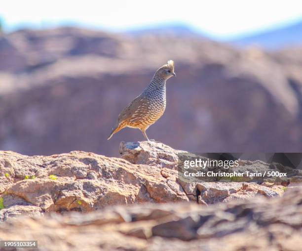 close-up of quail perching on rock,el paso,texas,united states,usa - quail bird stock pictures, royalty-free photos & images