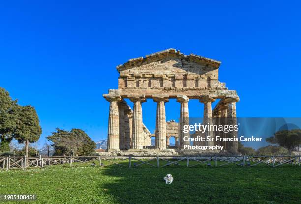 "traveling with your pet": purebred female golden retriever resting opposite to greek "temple of athena" in paestum, campania, italy - old golden retriever stock pictures, royalty-free photos & images