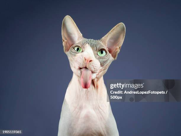 close-up of cat yawning against gray background - sphynx hairless cat stock pictures, royalty-free photos & images