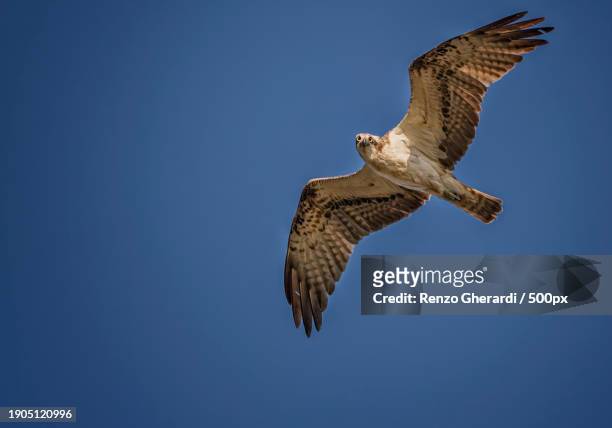 low angle view of eagle flying against clear blue sky - renzo gherardi 個照片及圖片檔