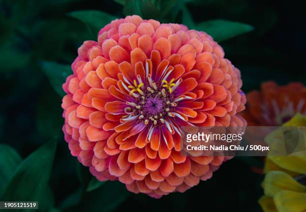 close-up of orange dahlia - biology stock pictures, royalty-free photos & images