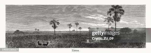 historical view from the llanos, south america, woodcut, published 1894 - venezuelan culture stock illustrations