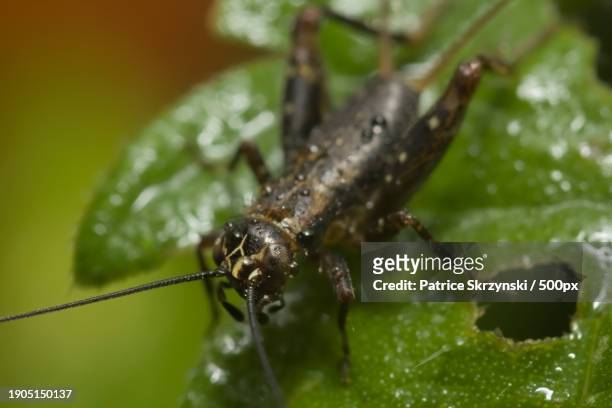 close-up of insect on leaf - wirbelloses tier stock-fotos und bilder