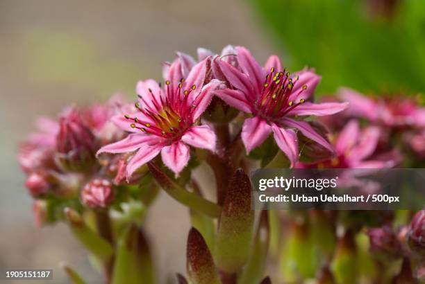 close-up of pink flowering plant - behaart 個照片及圖片檔