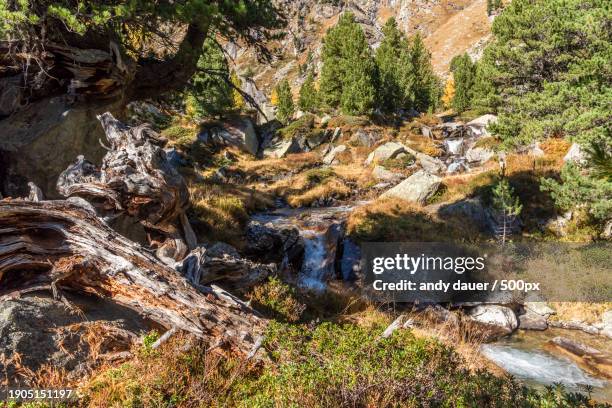 high angle view of stream flowing through rocks in forest - andy dauer stockfoto's en -beelden