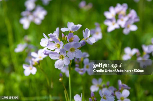close-up of purple flowering plant on field - beauty blatt stock pictures, royalty-free photos & images