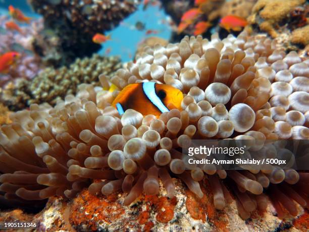 close-up of anemonefish swimming in sea - symbiotic relationship stock pictures, royalty-free photos & images