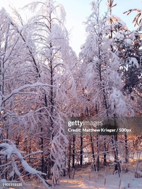 trees on snow covered field against sky,alton,illinois,united states,usa - alton illinois stock pictures, royalty-free photos & images