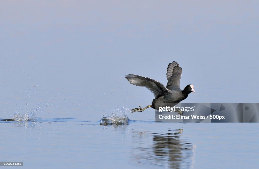 Side view of water coot swimming in lake