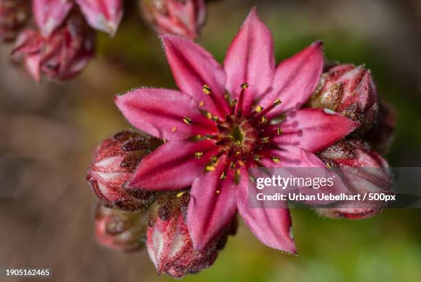 close-up of pink flower - behaart 個照片及圖片檔