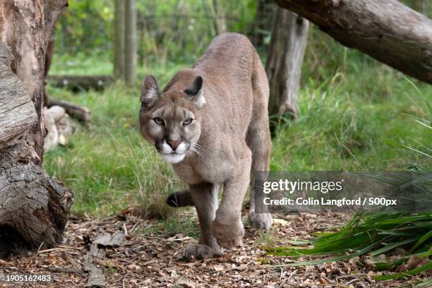 portrait of lion standing on tree trunk - puma stock pictures, royalty-free photos & images