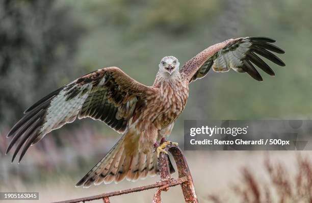 close-up of eagle perching on branch - renzo gherardi foto e immagini stock