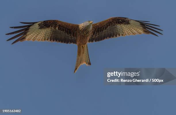 low angle view of red kite of prey flying against clear blue sky - renzo gherardi foto e immagini stock