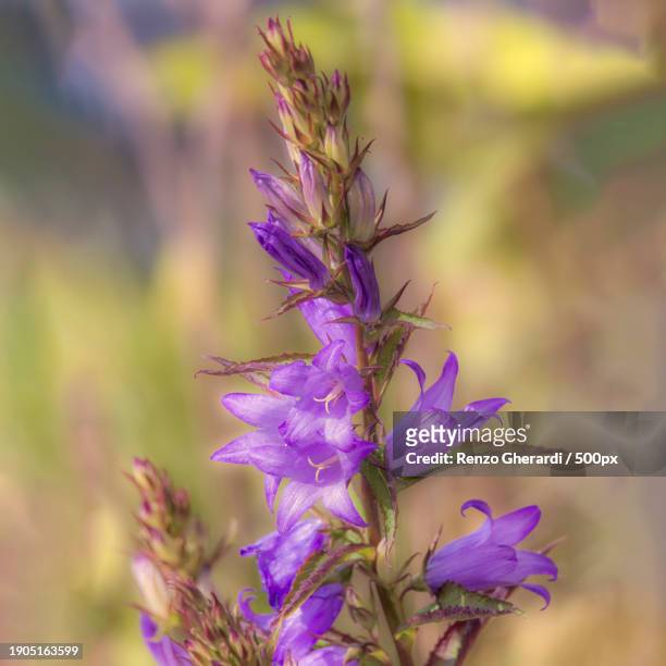 close-up of purple flowering plant - renzo gherardi photos et images de collection