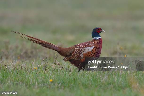 close-up of pheasant perching on grassy field - faisans photos et images de collection