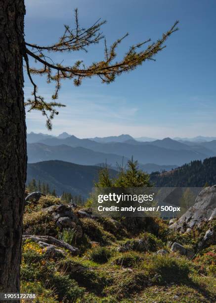 scenic view of tree mountains against sky - andy dauer stockfoto's en -beelden