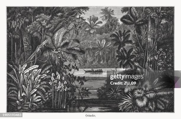 illustrazioni stock, clip art, cartoni animati e icone di tendenza di nel delta del fiume orinoco, venezuela, incisione su legno, pubblicata nel 1894 - print