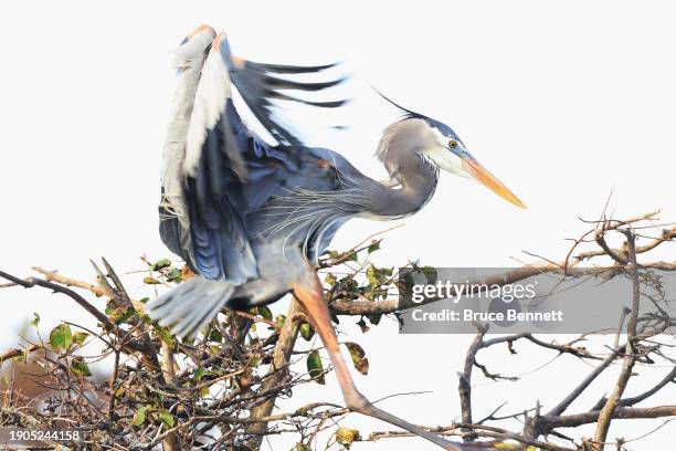 Great blue heron populates the Green Cay Wetlands on January 03, 2024 in Boynton Beach, Florida, United States. The warm and humid temperature in the...