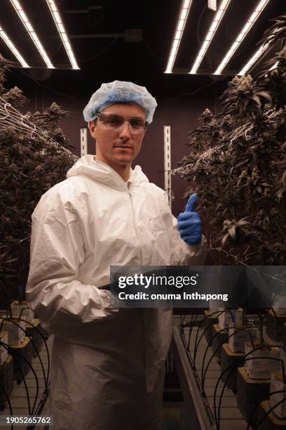 portrait of smart botanist working with marijuana in a greenhouse,final quality check before harvest - drug dealer stock pictures, royalty-free photos & images