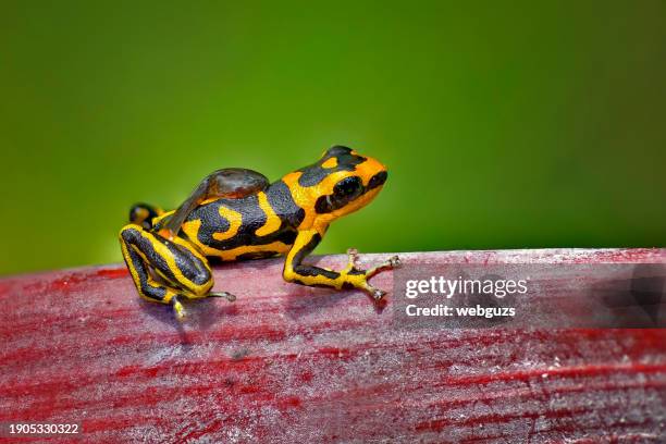 ranitomeya summersi "reticulated" poison arrow frog carrying a tadpole - splendid poison frog stock pictures, royalty-free photos & images