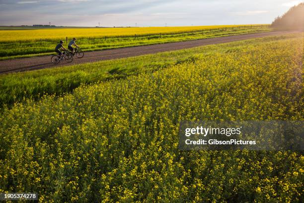gravel bike ride past the canola fields - canola stock pictures, royalty-free photos & images