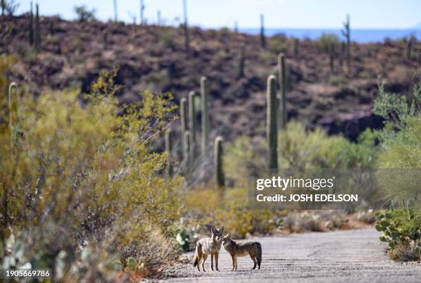 Coyotes wander down a road at the edge of Saguaro National Park near Tucson, Arizona, on November 19, 2023. The Saguaro Cactus is the largest in the...