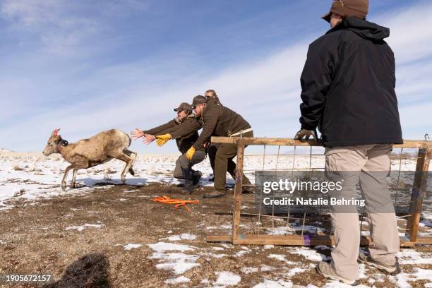 Department of Natural Resources employees capture and check and release bighorn sheep on Antelope Island on January 6, 2024 north of Salt Lake City,...