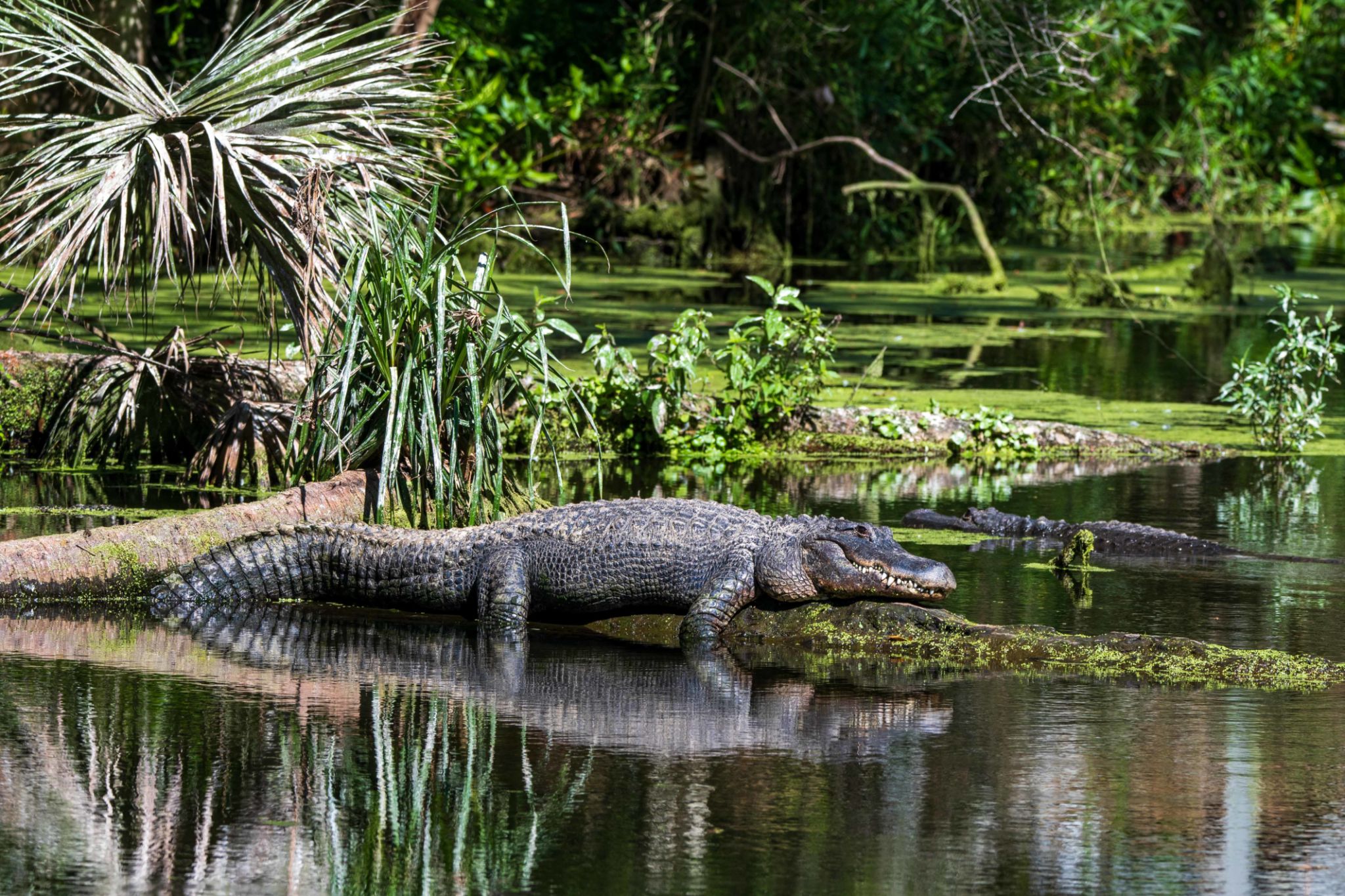 florida everglades