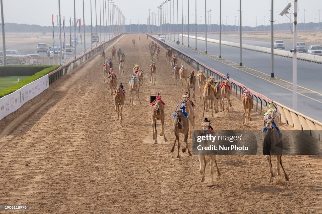 Camel Racing Service Camels are racing at the Dubai Royal Camel Racing, the emirate's ...