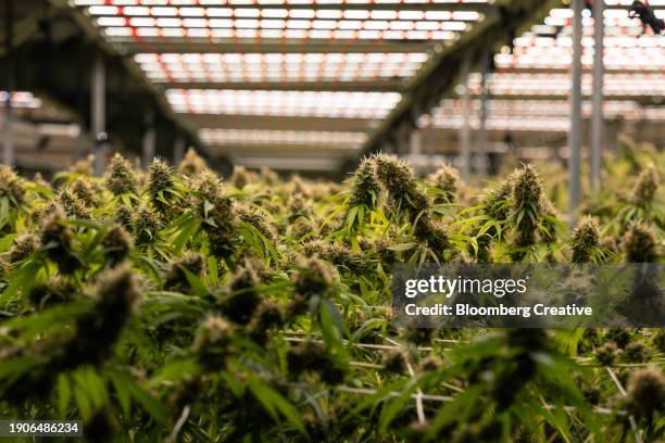 marijuana plants grow in a greenhouse - canapa foto e immagini stock
