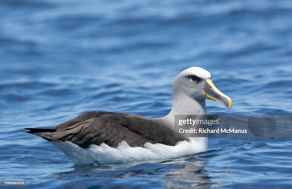 Buller's Albatross