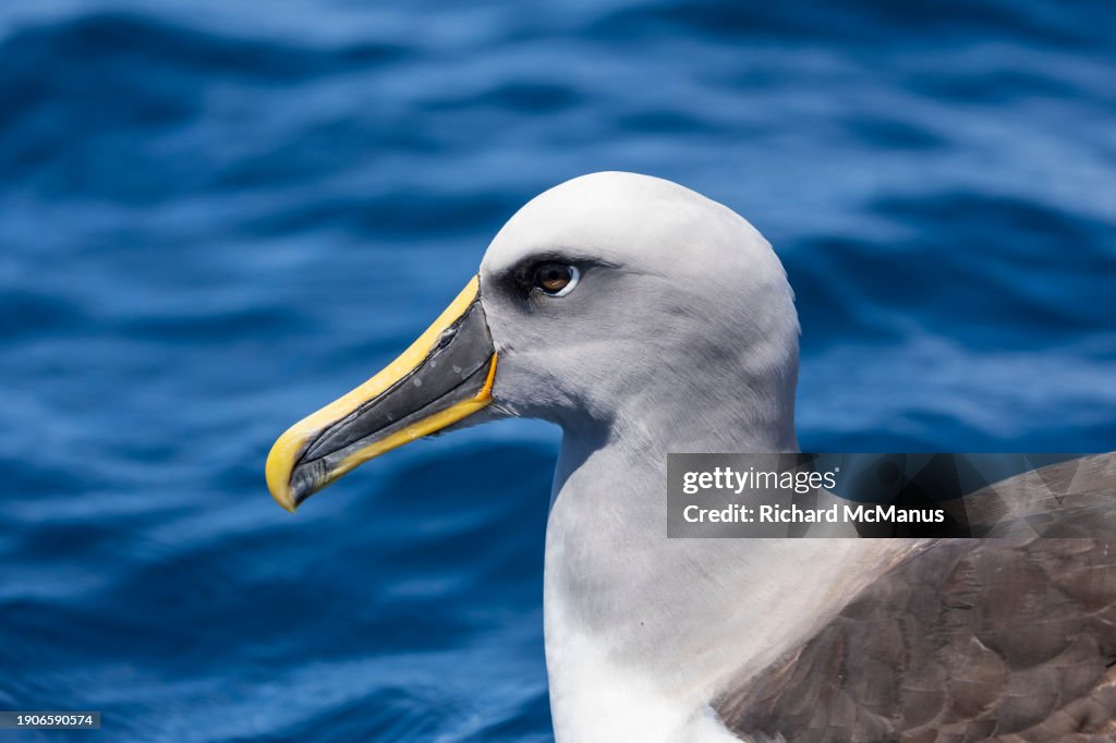 Buller's Albatross