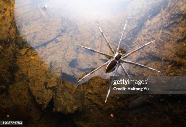 raft spider hunting on water surface - aquatic organism stock pictures, royalty-free photos & images