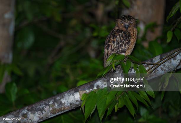 buffy fish owl at kinabatangan river - river kinabatangan stock pictures, royalty-free photos & images