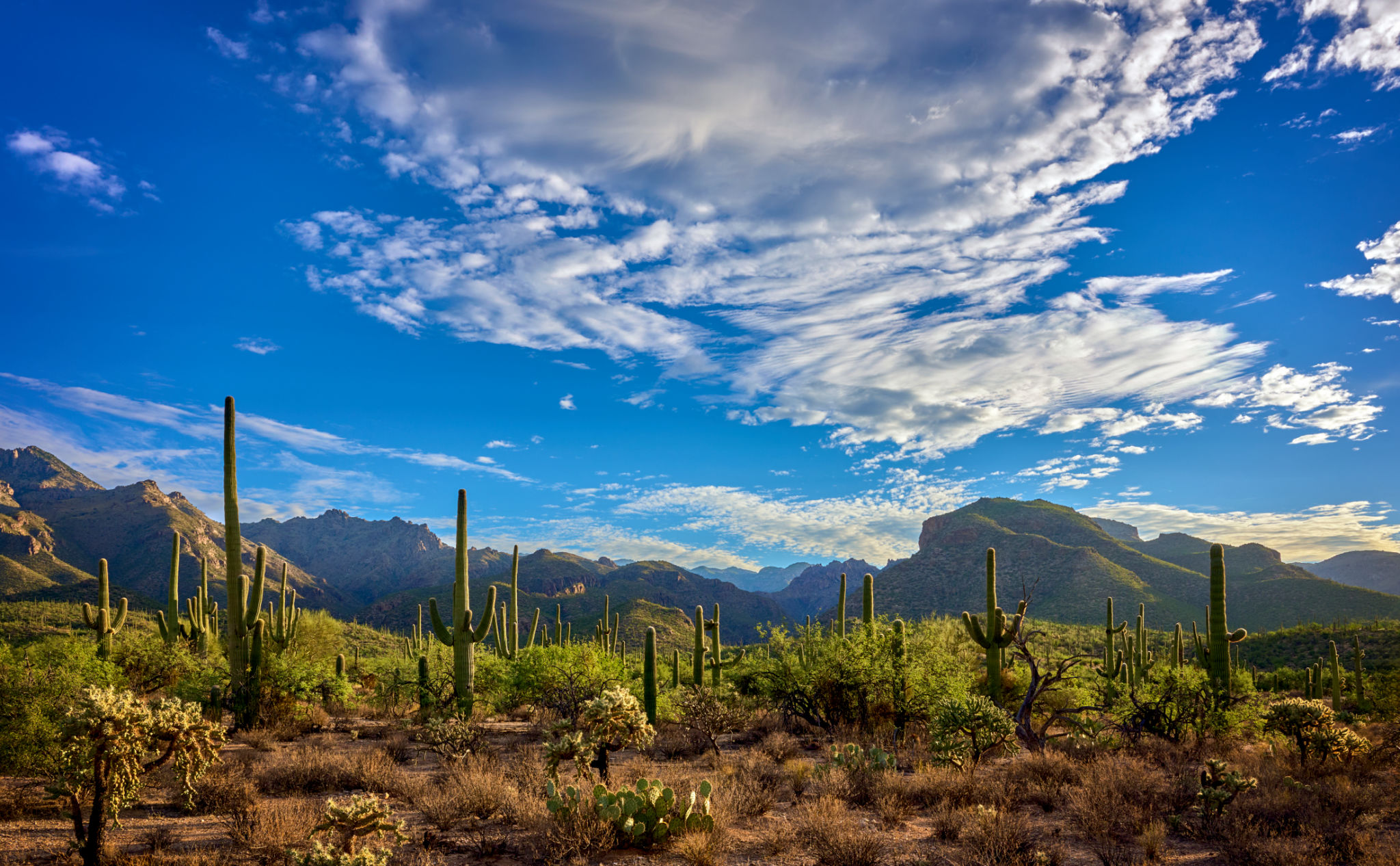 arizona desert