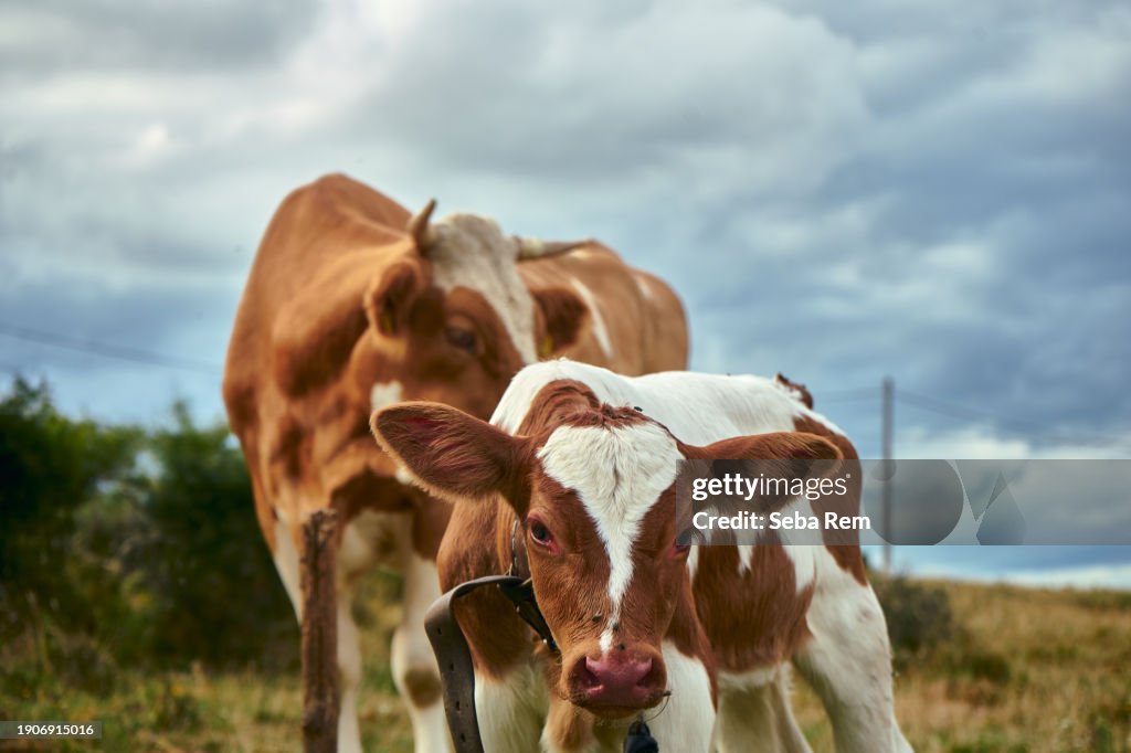 Mother’s Watchful Eye