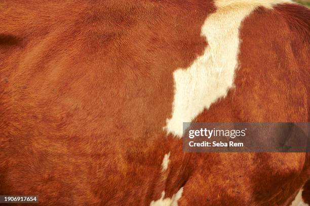 nature’s canvas: cowhide pattern - pele de animal têxtil imagens e fotografias de stock