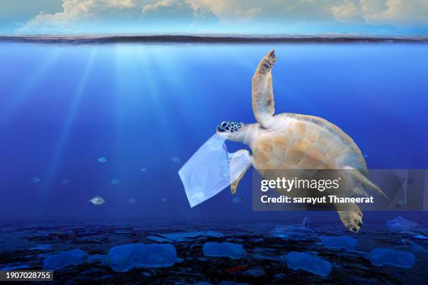 sea turtle eating a plastic bag garbage under the ocean environmental conservation concept - undersea world stock pictures, royalty-free photos & images