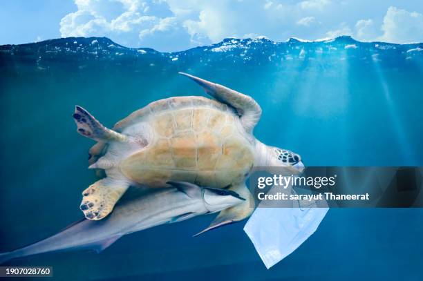 sea turtle eating a plastic bag garbage under the ocean environmental conservation concept - undersea world stock pictures, royalty-free photos & images