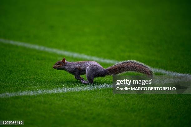 Squirrel runs on the pitch during the warm up before the Italian Serie A football match between Torino FC and SSC Napoli at the Olympic Stadium, in...